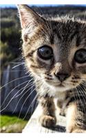 Curious Little Tabby Kitten Up Close Journal