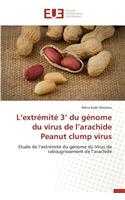 L extrémité 3 du génome du virus de l arachide peanut clump virus