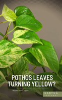 Pothos Leaves Turning Yellow?