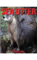 Sea Otter