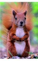 Red Squirrel Journal