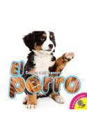 Perro