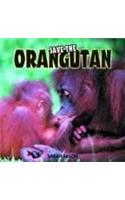Save the Orangutan