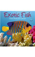Exotic Fish 2013