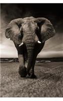 Elephant Notebook