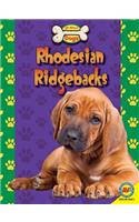 Rhodesian Ridgebacks