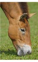 Przewalski Asian Wild Horse Portrait Journal