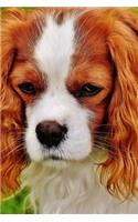 A Beautiful Cavalier King Charles Spaniel Dog Journal: Take Notes, Write Down Memories in this 150 Page Lined Journal