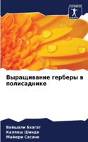 Выращивание герберы в полисаднике