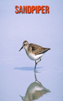 Sandpiper