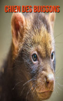 Chien des Buissons