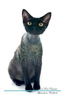 Devon Rex Affirmations Workbook Devon Rex Presents: Positive and Loving Affirmations Workbook. Includes: Mentoring Questions, Guidance, Supporting You.