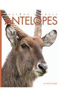 Antelopes: (Amazing Animals)