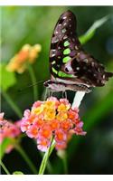 Solitary Graphium Agamemnon Tailed Jay Butterfly Journal: Take Notes, Write Down Memories in this 150 Page Lined Journal