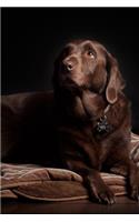 Brown Labrador Journal