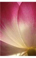 Phyla of Joy
