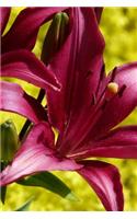 Red Tiger Lily in Spring Journal