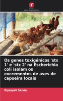 Os genes toxigénicos 'stx 1' e 'stx 2' na Escherichia coli isolam os excrementos de aves de capoeira locais