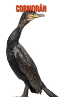 Cormorán
