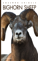 Bighorn Sheep