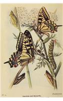 Yellow Papilio Machaon Swallowtail Butterfly Illustration Journal