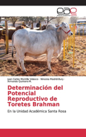 Determinación del Potencial Reproductivo de Toretes Brahman