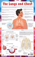 Lungs - Thick Laminated Primary Chart