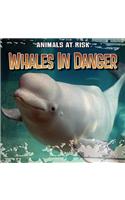 Whales in Danger