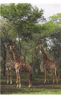 Giraffe Tower Blank Book Lined Journal (6x9)