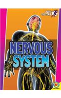 Nervous System: (Body Systems)