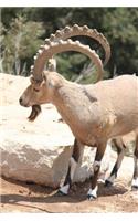 An Ibex on the Lion Ridge in the Alps Journal: 150 Page Lined Notebook/Diary