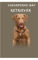 Chesapeake Bay Retriever