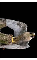 Stunning Peregrine Falcon Journal