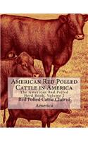 American Red Polled Cattle in America