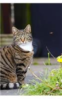 A Sweet Tabby Cat Sitting in the Garden Journal: 150 Page Lined Notebook/Diary