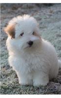 So Cute Little Coton de Tulear Puppy Dog Journal