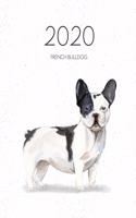 2020 French Bulldog