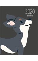 2020 Chihuahua