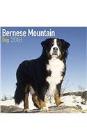 Bernese Mountain Dog Calendar 2018