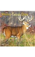 White Tailed Deer 2019 Square Foil