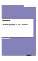 Micropropagation of Rosa centifolia