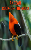 Andean Cock-of-The-Rock