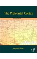 Prefrontal Cortex