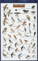 Mac's Field Guides: Southern California Park & Garden Birds: (Mac's Guides (Flash Cards))