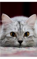 Cat: Notebook with Cats for Kids and Adults, Cute Cat Lovers Composition Notebook, Journal, Sketchbook (Lined, 110 Pages, 6 x 9) (Cat Notebooks)