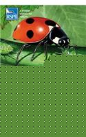 RSPB First Book Of Minibeasts