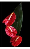 Red Anthurium Flower Journal