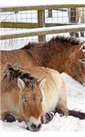 Przewalski's Horse Mongolian Wild Horse in the Snow Journal