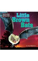 Little Brown Bats