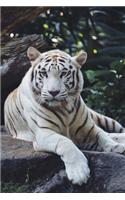 Siberian White Tiger Lovers 2020 Weekly Monthly Planner: With Agenda & Appointments Calendar Schedule, To Do List & Notes - Tiger Gifts For Men & Women - Wildlife Conservation, Forest Habitat Preservation,